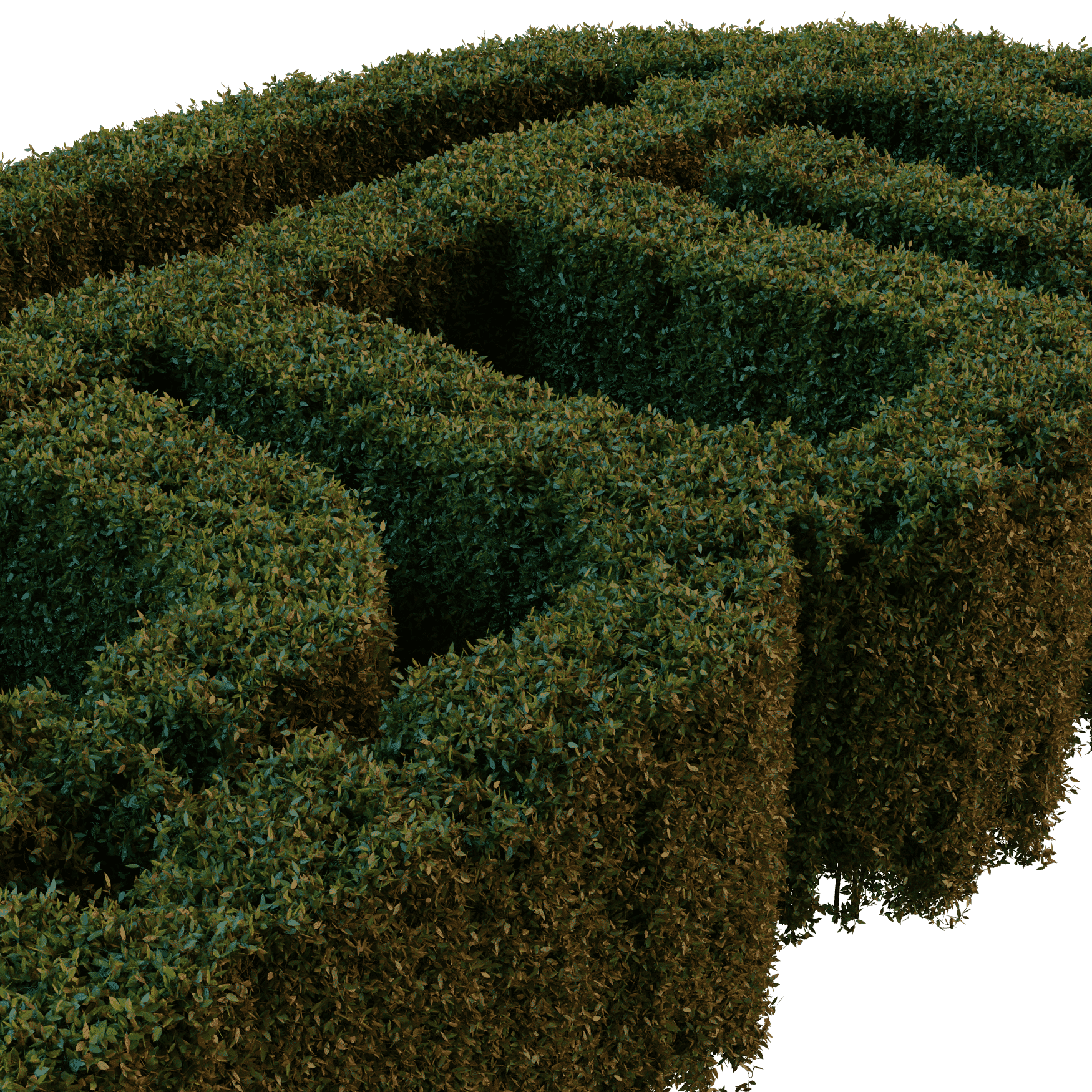 Plants_Outdoor-Hedges_Cut-2m_01_Hover