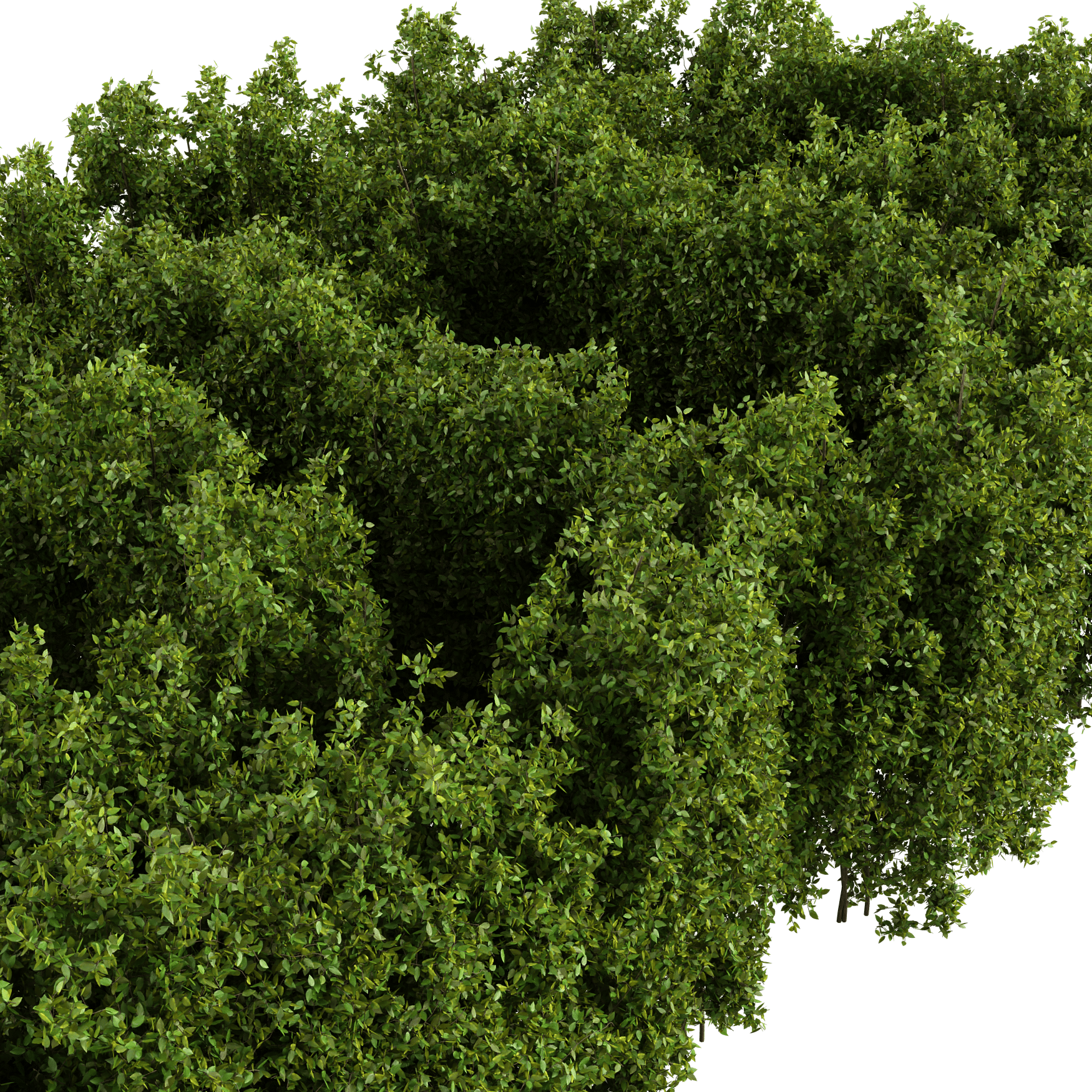 Plants_Outdoor-Hedges_Rough-2m_01