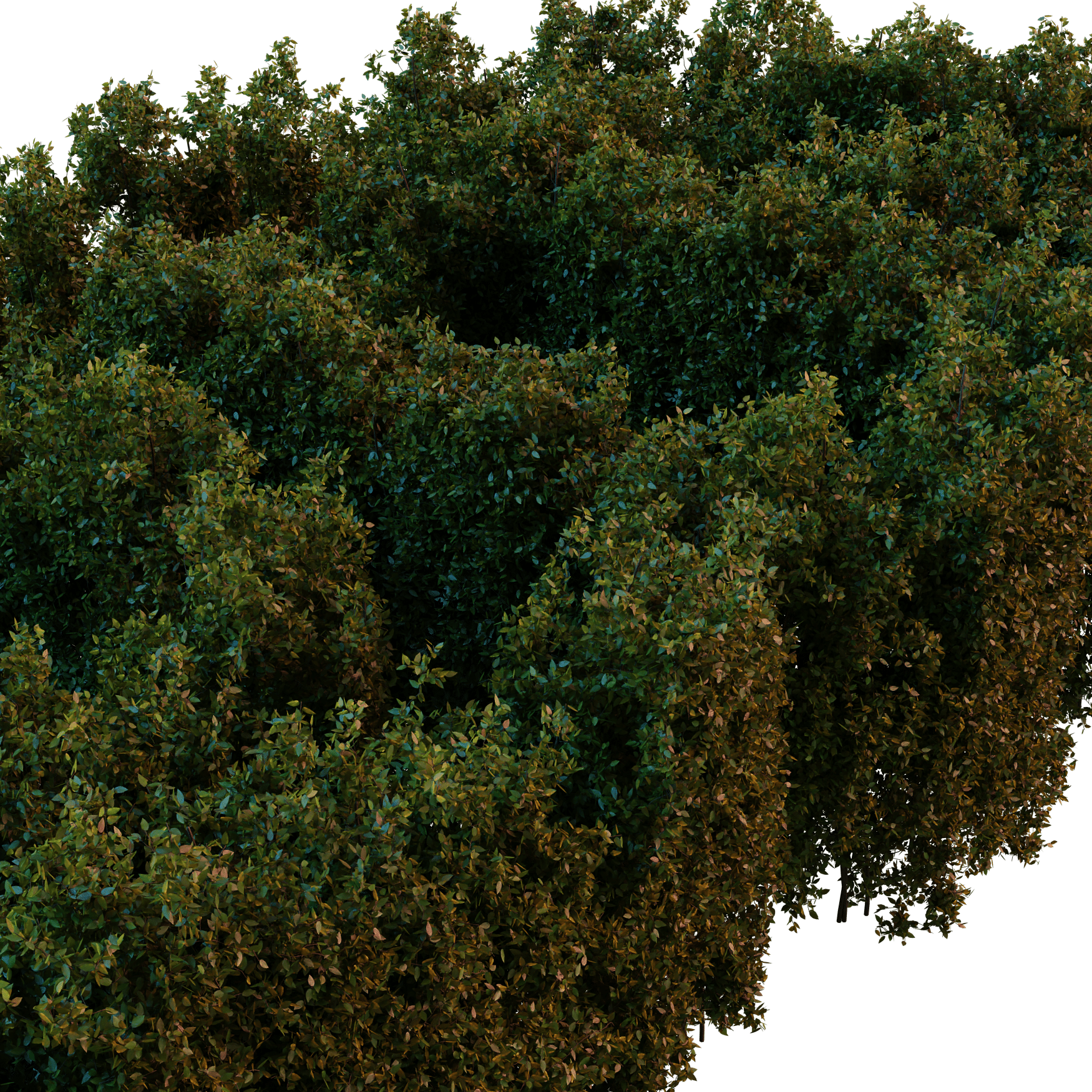 Plants_Outdoor-Hedges_Rough-2m_01_Hover