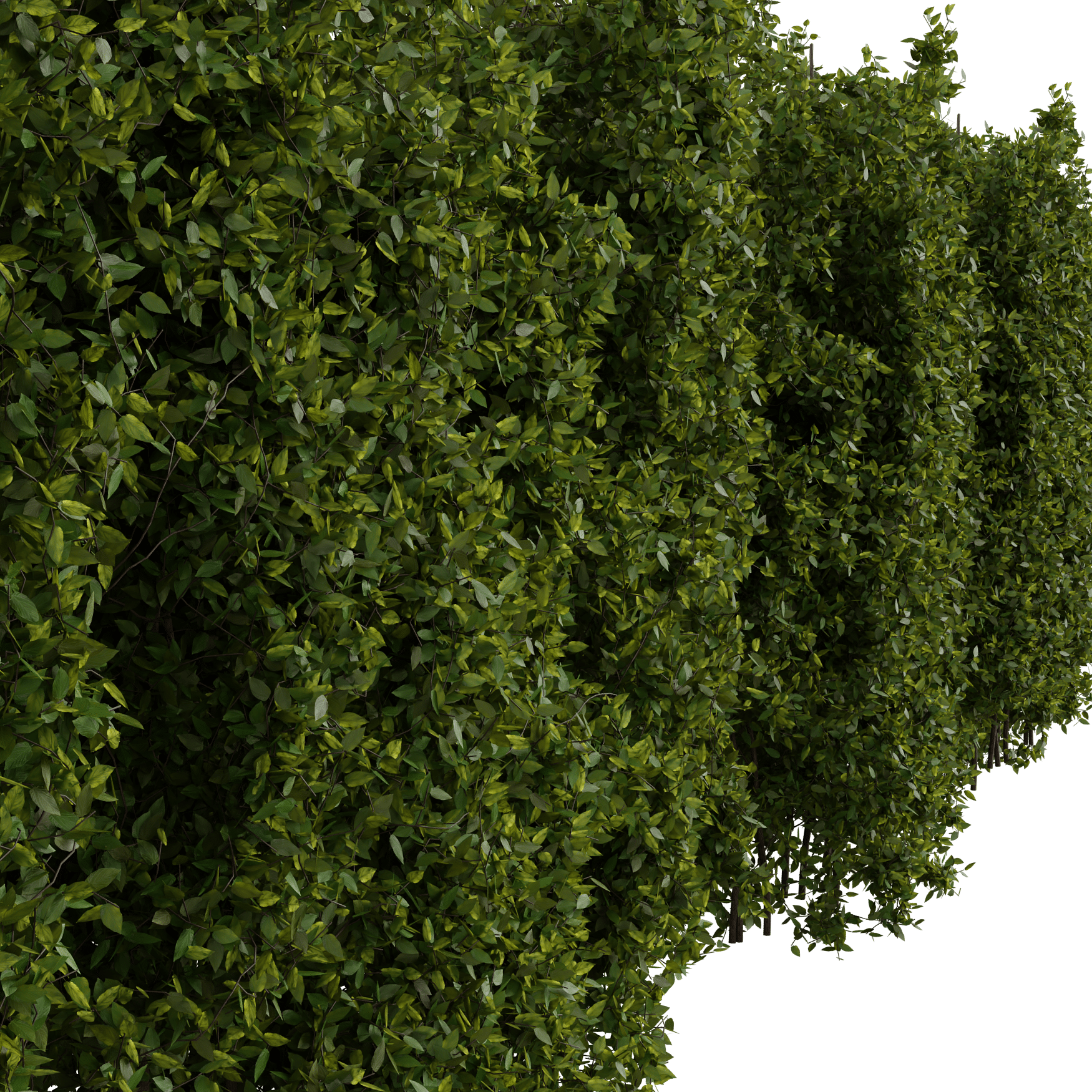 Plants_Outdoor-Hedges_Rough-2m_01_Beauty