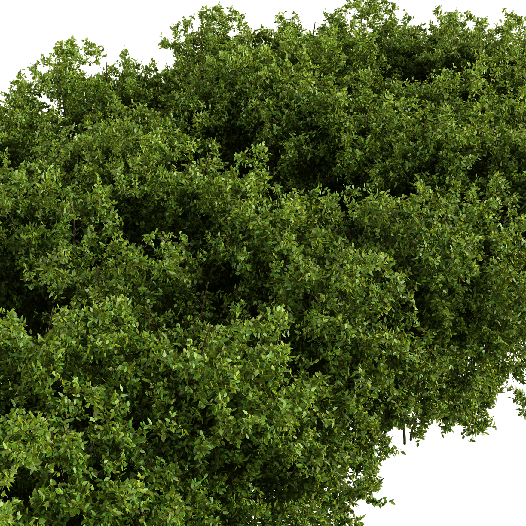 Plants_Outdoor-Hedges_Wild-2m_01