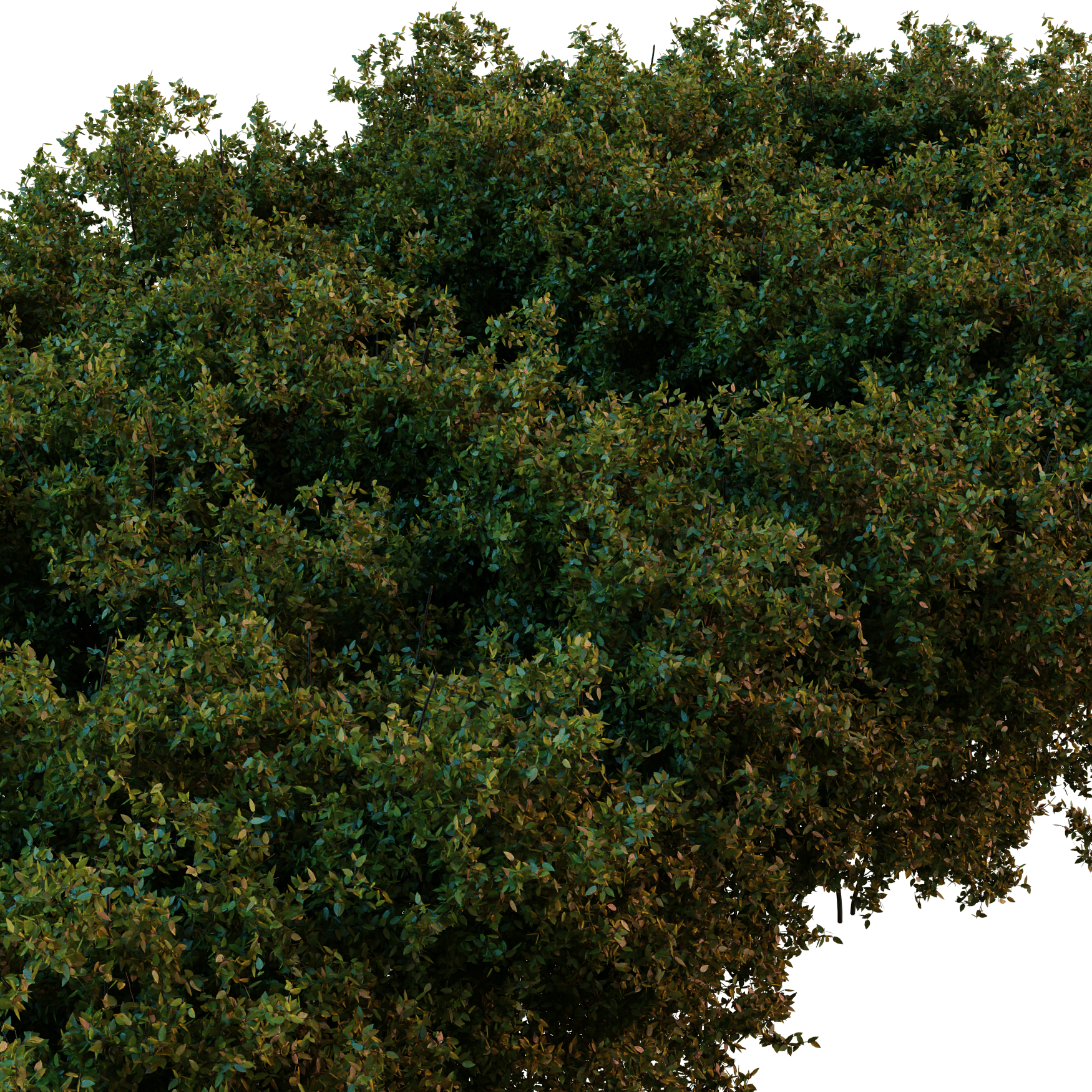 Plants_Outdoor-Hedges_Wild-2m_01_Hover