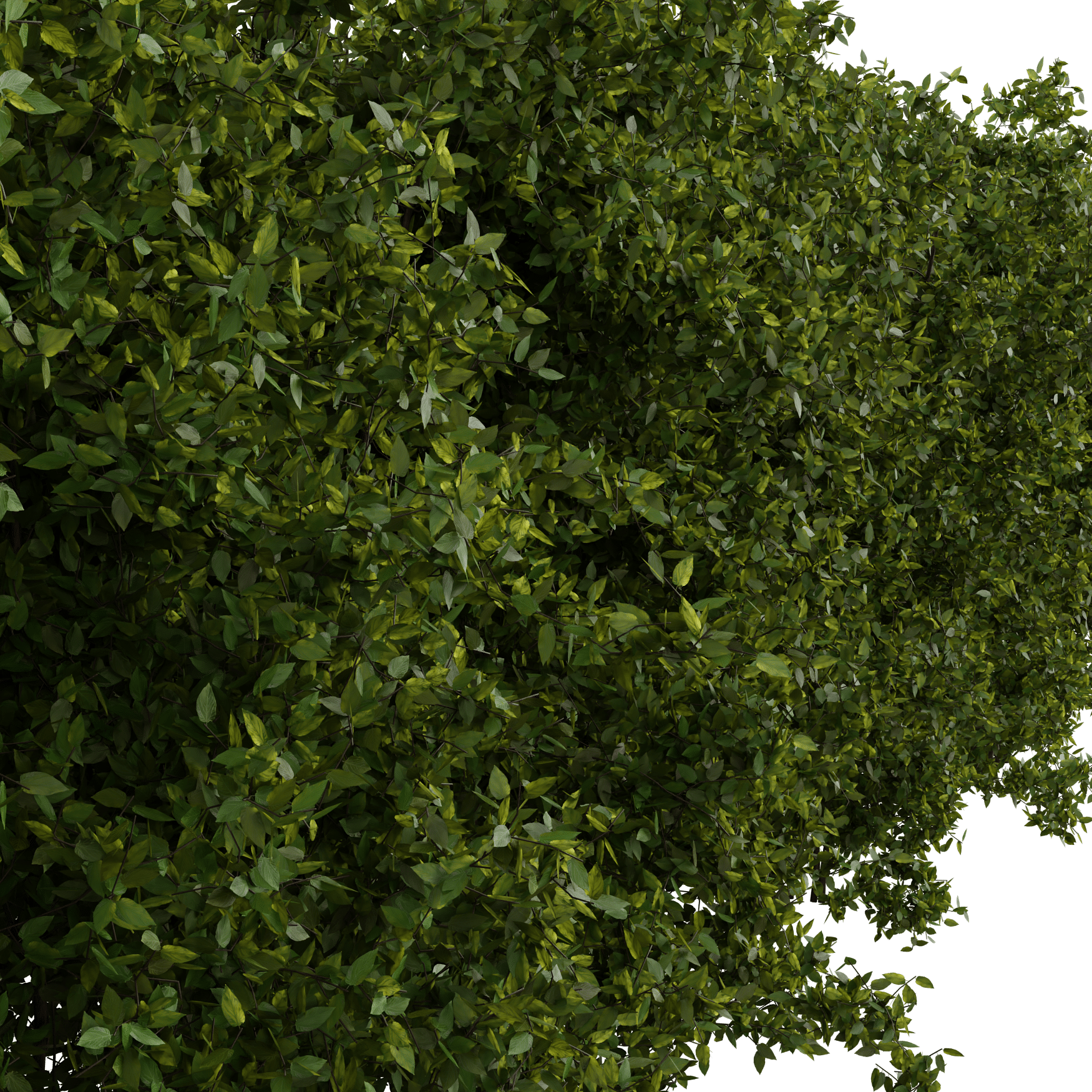 Plants_Outdoor-Hedges_Wild-2m_01_Beauty