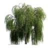 Willow Tree 01