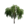 Willow Tree 02