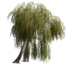 Willow Tree 03