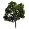 Red Hickory Tree 01