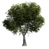 Red Hickory Tree 03