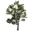 Alder Tree 02