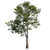 Alder Tree 03