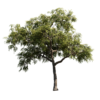 Honeylocust Tree 01