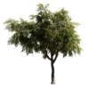 Honeylocust Tree 02