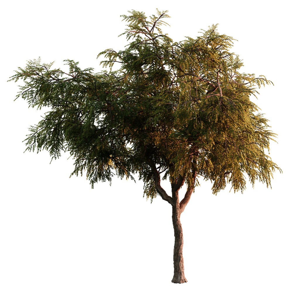 honeylocust-tree-02-imeshh-3d-model-for-blender-4-0