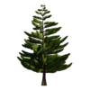 Norfolk Pine Tree 01