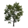 Alder Tree 01