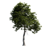 Red Hickory Tree 02