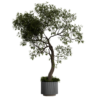 Curved Indoor Floor Tree 01