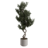 Indoor Floor Olive Tree 01