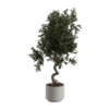 Indoor Floor Olive Tree 02