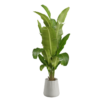 Banana Palm Plant 01