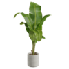 Banana Palm Plant 02