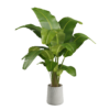 Banana Palm Plant 03