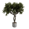 Generic Indoor Floor Tree 03