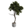 Generic Indoor Floor Tree 02