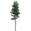 Douglas Fir Tree 04