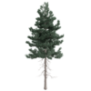 Douglas Fir Tree 03