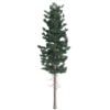 Douglas Fir Tree 02
