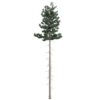 Douglas Fir Tree 01