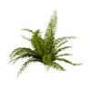 Sword Fern 02
