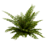 Sword Fern 01
