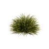 Mondo Variegatus 04