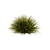 Mondo Variegatus 03
