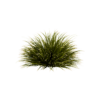 Mondo Variegatus 02