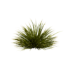 Mondo Variegatus 01