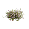 Mexican Fleabane 03