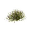 Mexican Fleabane 02