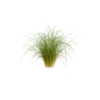 Japanese Sedge 03