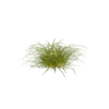 Japanese Sedge 01