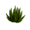 Foxtail Fern 04