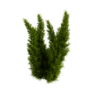 Foxtail Fern 03