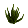 Foxtail Fern 01