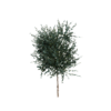 Eucalyptus Gunnii 04
