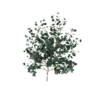 Eucalyptus Gunnii 03
