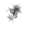 Eucalyptus Gunnii 02