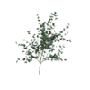Eucalyptus Gunnii 01