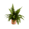 Sword Fern 01